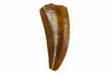 Serrated, Raptor Tooth - Real Dinosaur Tooth #144641-1